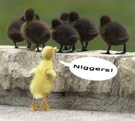 racist duck